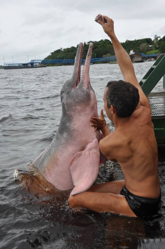 Interagindo com o Boto Cor de Rosa, em Novo Airão - AM